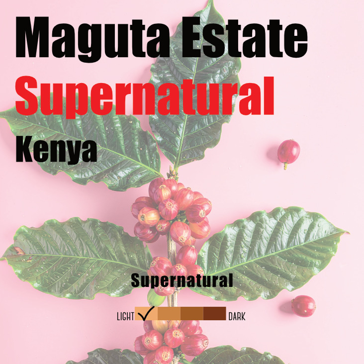 Kenya Maguta Estate Supernatural Waridi