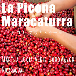 La Picona Maracaturra - Nicaragua / ニカラグア ラ・ピコナ マラカトゥーラ - 100g
